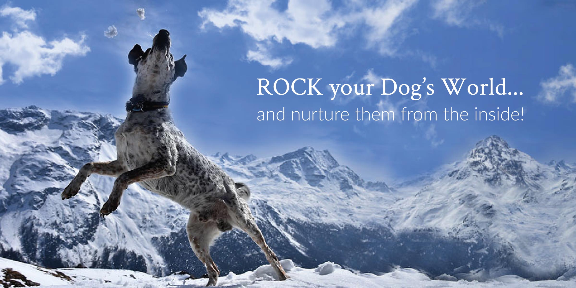 Rock your Dog's world