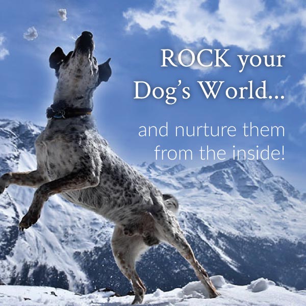 Rock your Dog's world